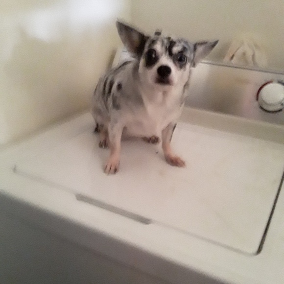 Meet your Posher, Shirley - Picture 1 of 1